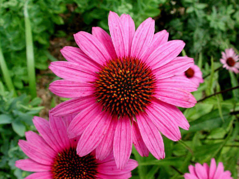 Echinacea, ingrediente fondamentale per un prodotto anti-aging